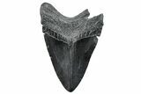 Fossil Megalodon Tooth - South Carolina #288195-1